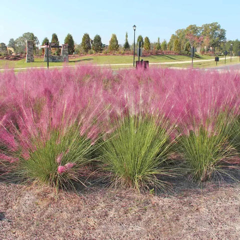 Ornamental Grass Live Plant Pink Muhly 4-6 Inch Tall Soil Plug Ready For Planting in pink blooms, garden bed view