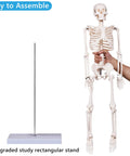 Realistic 33.4 Inch Human Skeleton Model With Metal Stand Removable Arms And Legs Anatomy Study Kit for students shown with stand