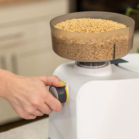 Hand adjusting Beefy 1200W High Speed Electric Grain Mill For Fresh Flour with grains in hopper
