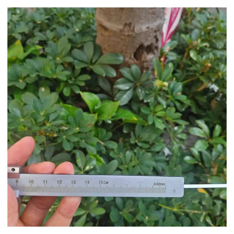 All In One Pro Grade Stainless Steel Caliper Set With Vernier And Digital Readouts being used in a gardening setting.