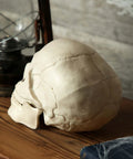 Side view of Six Inch Realistic Skeleton Skull Prop With Movable Jaw Made From All Weather Plastic Ideal For Halloween Decor Indoor