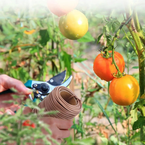 Gardener using Soft Brown Plant Ties 130 Feet Garden Twists For Plants, Flexible TPR Rubber With Metal Core near tomato plants.