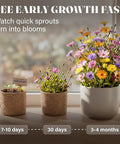 Wildflower Seed Mix Growing Kit With Perennial And Annual Flowers in burlap planters showing growth stages by window