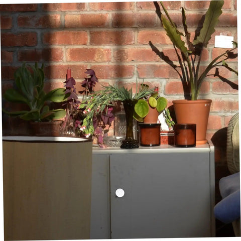 Cabinet with Six Pack White Alloy Round Cabinet Door Handles for Wardrobe and Kitchen Cabinets, surrounded by plants and decor.