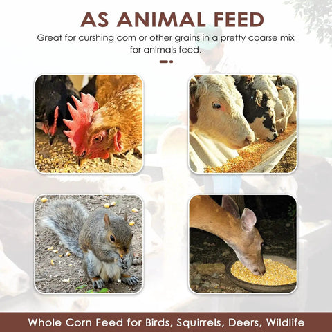 Image showing animals eating from four images: a chicken pecking, cows feeding, a squirrel eating, and a deer with grain.