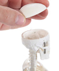 Hand removing skull cap from 19 Inch Human Skeleton Model For Hands On Learning With Movable Arms And Legs Desktop Display Skeleton