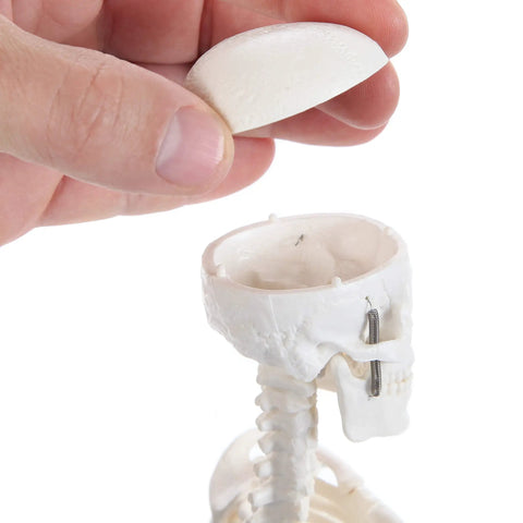 Hand removing skull cap from 19 Inch Human Skeleton Model For Hands On Learning With Movable Arms And Legs Desktop Display Skeleton