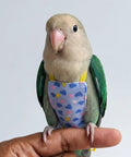 Small bird wearing Soft Cotton Bird Harness Vest With Snap Fasteners And 2M Leash For Parakeets Cockatiels Conures And Budgies.