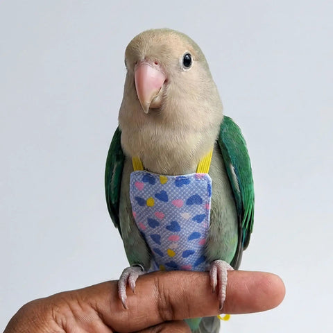 Small bird wearing Soft Cotton Bird Harness Vest With Snap Fasteners And 2M Leash For Parakeets Cockatiels Conures And Budgies.