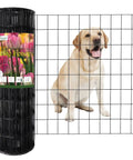 Black PVC Coated Welded Wire Fence 24 Inch By 50 Foot Garden Border Mesh 2x3 In 16GA Vinyl Coated Galvanized Steel Wire For Yard Vegetables Plants Poultry Netting Rustproof with dog behind mesh