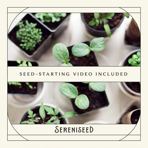 Certified Organic Herb Seed Pack, Ten Pack, Non GMO Heirloom Varieties With Seed Starting Video Guide For Homegrown Herbs