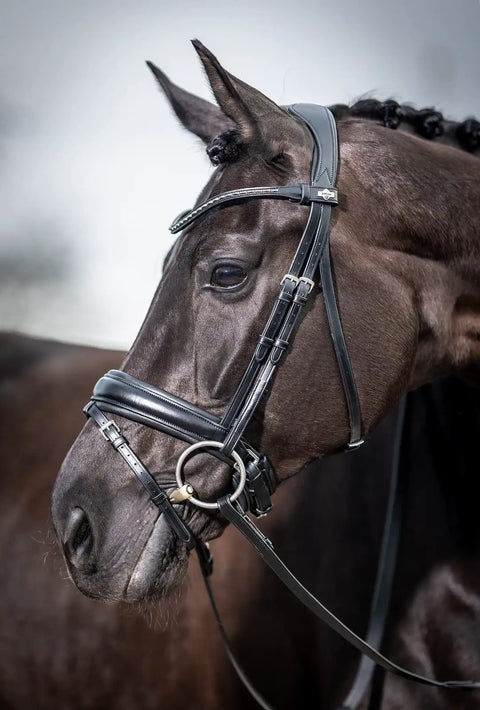 Kudos Classic Dressage Bridle In Black Full Size With Detachable Clincher Browband on horse's head, focus on noseband