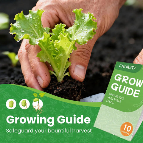 Close-up of hands planting a romaine lettuce seedling in soil, featuring 10 Heirloom Vegetable Seeds Variety Pack With 3200 Seeds For Indoor Outdoor Garden, Easy To Grow Starter Kit Including Tomato Cucumber Carrot Sweet Pepper Spinach Romaine Lettuce Swiss Chard Basil Cilantro Parsley, Great Easter Gift in the Grow Guide.