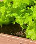 Over 20,000 Lettuce Seeds Pack With 10 Fresh Varieties For Indoor Or Outdoor Growing No Fuss Easy Grow For Beginners Great For Hydroponics Kit Non GMO Lettuce Mix For Crisp Salads Sandwiches And Wraps - Close-up of fresh green lettuce in soil.