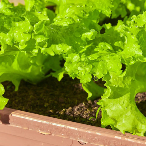 Over 20,000 Lettuce Seeds Pack With 10 Fresh Varieties For Indoor Or Outdoor Growing No Fuss Easy Grow For Beginners Great For Hydroponics Kit Non GMO Lettuce Mix For Crisp Salads Sandwiches And Wraps - Close-up of fresh green lettuce in soil.