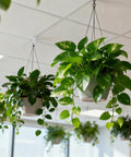 Drop Ceiling Hooks 20 Pairs For Hanging And Suspended Ceilings Tile Clips And Grid Hangers holding potted plants in office