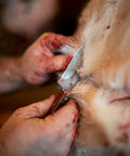 Generational USA Fixed Blade Knife With Three Point Five Inch Clip Point Skinner being used for skinning a carcass.
