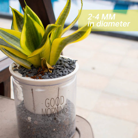 Potted plant with 18lb Black Cactus Pea Gravel Rocks 1 Quarter Inch Pebbles for Indoor Plants and Succulents, used as top dressing