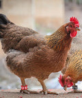 Chickens wearing Lightweight Aluminum Bird Foot Rings Set With Serial ID Tags Split Leg Anklets For Everyday Use