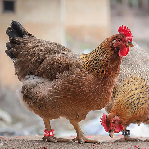 Chickens wearing Lightweight Aluminum Bird Foot Rings Set With Serial ID Tags Split Leg Anklets For Everyday Use