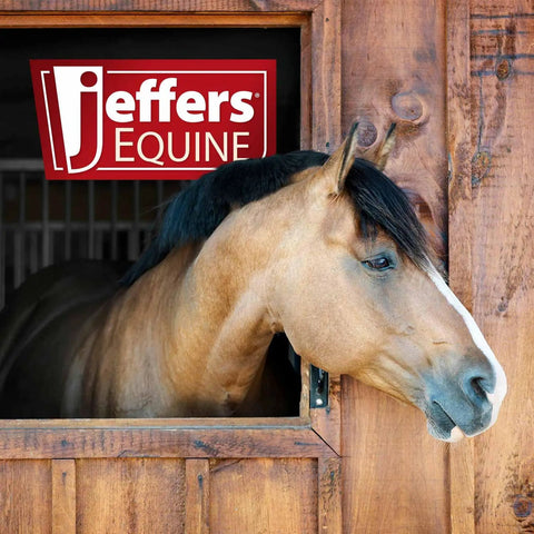 Brown horse in a stable with Jeffers Equine sign, no braided mule tape horse halter with 10 foot lead rope visible.