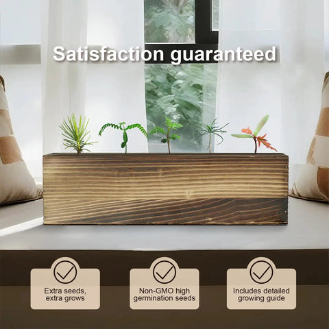 Indoor Bonsai Tree Kit For Beginners Complete Growing Set With Live Plants on windowsill