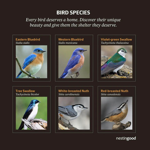Image showing bird species: Eastern Bluebird, Western Bluebird, Violet-green Swallow, Tree Swallow, White-breasted Nuthatch, Red-breasted Nuthatch.