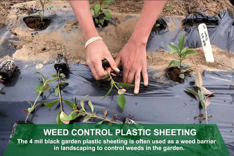 Person installing Heavy Duty Black Plastic Sheeting 4 Mil Weed Barrier for Gardens and Landscaping as plant protection