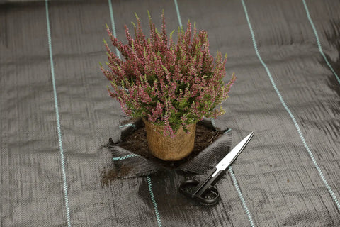 Heavy Duty Woven Weed Control Fabric 6 by 33 Feet Black Ground Cover Membrane with plant and scissors on surface