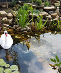 Garden pond with swans and aquatic plants, showcasing a landscaped water feature surrounded by rocks and greenery.