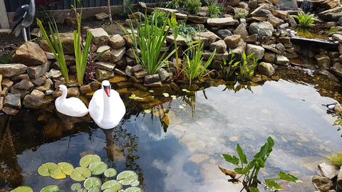 Garden pond with swans and aquatic plants, showcasing a landscaped water feature surrounded by rocks and greenery.