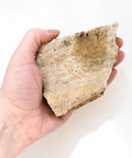 Hand holding a Fossiliferous Limestone Hand Sample Approximately Three Inch Sedimentary Rock With Visible Fossils for study