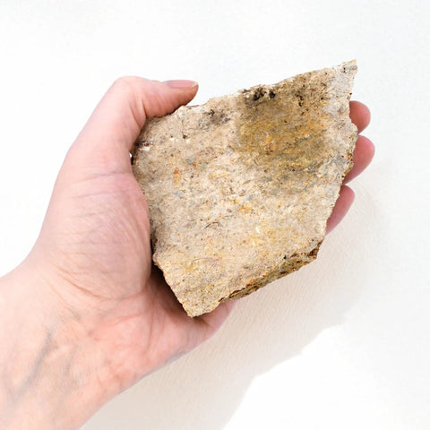 Hand holding a Fossiliferous Limestone Hand Sample Approximately Three Inch Sedimentary Rock With Visible Fossils for study