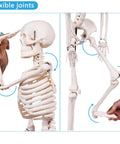 Realistic 33.4 Inch Human Skeleton Model with Metal Stand Removable Arms and Legs Anatomy Study Kit for Students Durable Classroom Skeleton