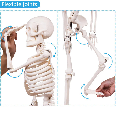 Realistic 33.4 Inch Human Skeleton Model with Metal Stand Removable Arms and Legs Anatomy Study Kit for Students Durable Classroom Skeleton