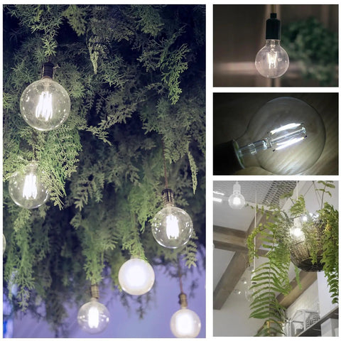12 Pack 5W Dimmable LED Edison Light Bulbs G25 Globe With Ultra Thin Clear Glass Filament Look For Retro Vibe 60W Equivalent 5000K Daylight Christmas Light E26 Base ETL Listed in natural greenery setting
