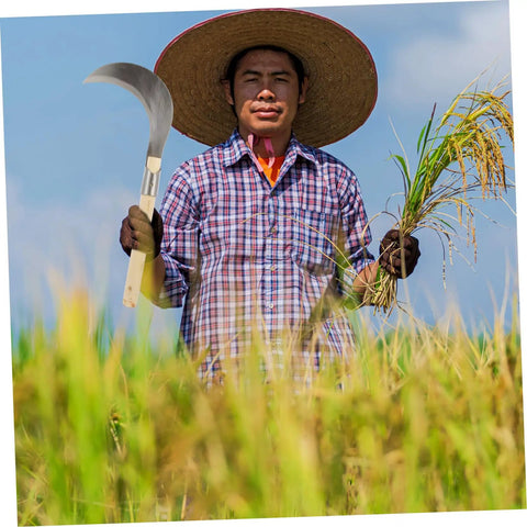 Farmer using Manganese Steel Long Handle Weeding Sickle for Grass Vines and Branches in a field