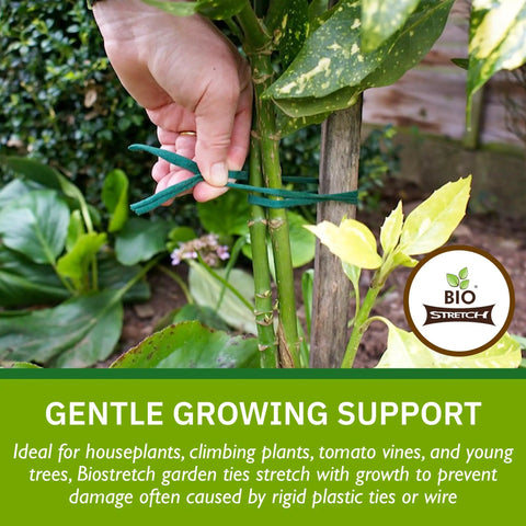 Person using Soft Strong Stretchy Garden Plant Ties No-Fuss For Indoor And Outdoor Plants Cut-To-Length Plant Tape on vine.