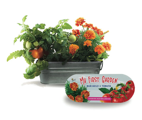 Awesome Windowsill Garden Starter Kit With Tomato And Marigold Seeds, galvanized planter with blooming plants and packaging
