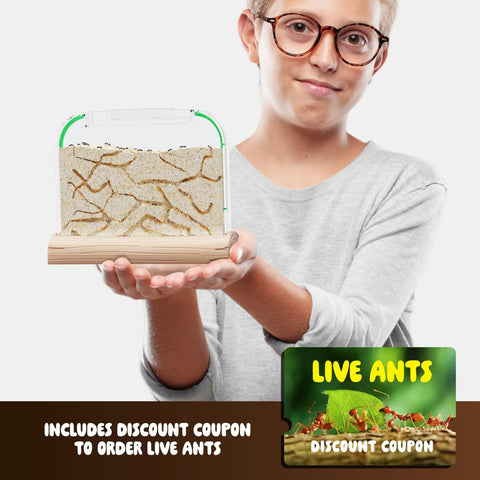 Person holding Ant Farm Kit For Kids And Curious Learners Complete Colony Setup With Sand Habitat And Living Ants Voucher Included