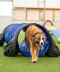 Dog running through a blue 10 Foot Dog Agility Tunnel With Two Sandbags One At Each End For Backyard Training Durable Outdoor Agility Gear