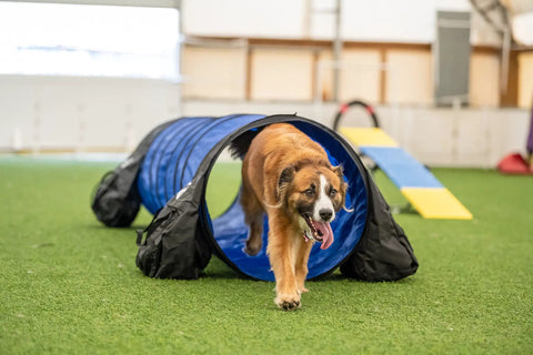 Dog running through a blue 10 Foot Dog Agility Tunnel With Two Sandbags One At Each End For Backyard Training Durable Outdoor Agility Gear