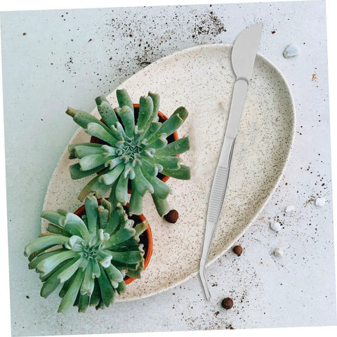 Stainless Steel Bonsai Tweezers Set With Small Rake And Curved Tips For Succulents Moss And Plant Shaping Pro Grade Gardening Tools Durable Bonsai Supplies For Easy Maintenance And Storage, curved tip tool beside succulents