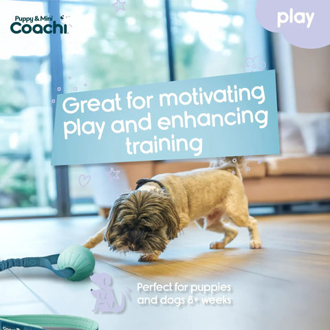 Dog playing indoors with Mini Tuggi Ball Dog Toy With Stretchy Bungee Handle Lightweight Durable Foam Ball For Small Dogs