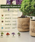 Complete All In One Bonsai Growing Kit For Beginners With Seeds Norway Spruce Royal Poinciana Blue Jacaranda Rocky Mountain Pine