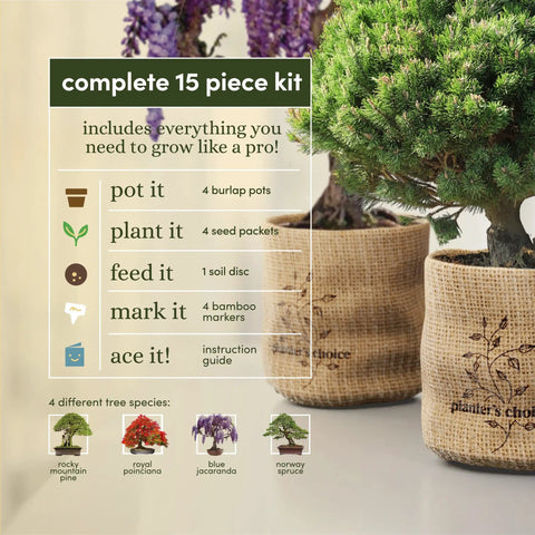 Complete All In One Bonsai Growing Kit For Beginners With Seeds Norway Spruce Royal Poinciana Blue Jacaranda Rocky Mountain Pine