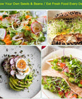 Variety of dishes with sandwiches and salads topped with organic sprouts, like broccoli, alfalfa on plates.