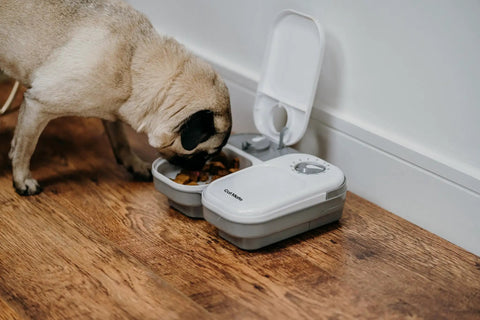 No Fuss Dual Compartment Automatic Pet Feeder Programmable Meal Timer For Cats And Small Dogs Handles Up To Forty Eight Hour Scheduling with a dog eating.