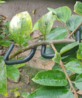 3.1 Inch Fruit Tree Limb Spreader Set, 20 Pieces Branch Puller Tools with Plastic Hose Wrapped Iron Wire installed on a tree branch