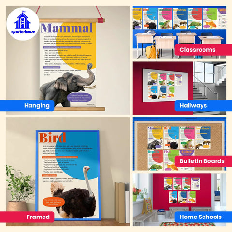 Classroom display of 7 Poster Animal Groups Set For Science Classroom Learning Mammals Birds Amphibians Invertebrates Reptiles Fish And Biological Kingdom Classification 12 By 18 Inches Made In USA Perfect K12 Kid Friendly Teacher Decor